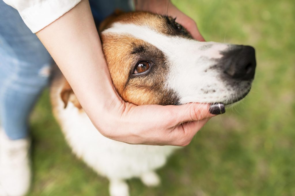 Dog being gently held, representing ethical dog rehoming and care
