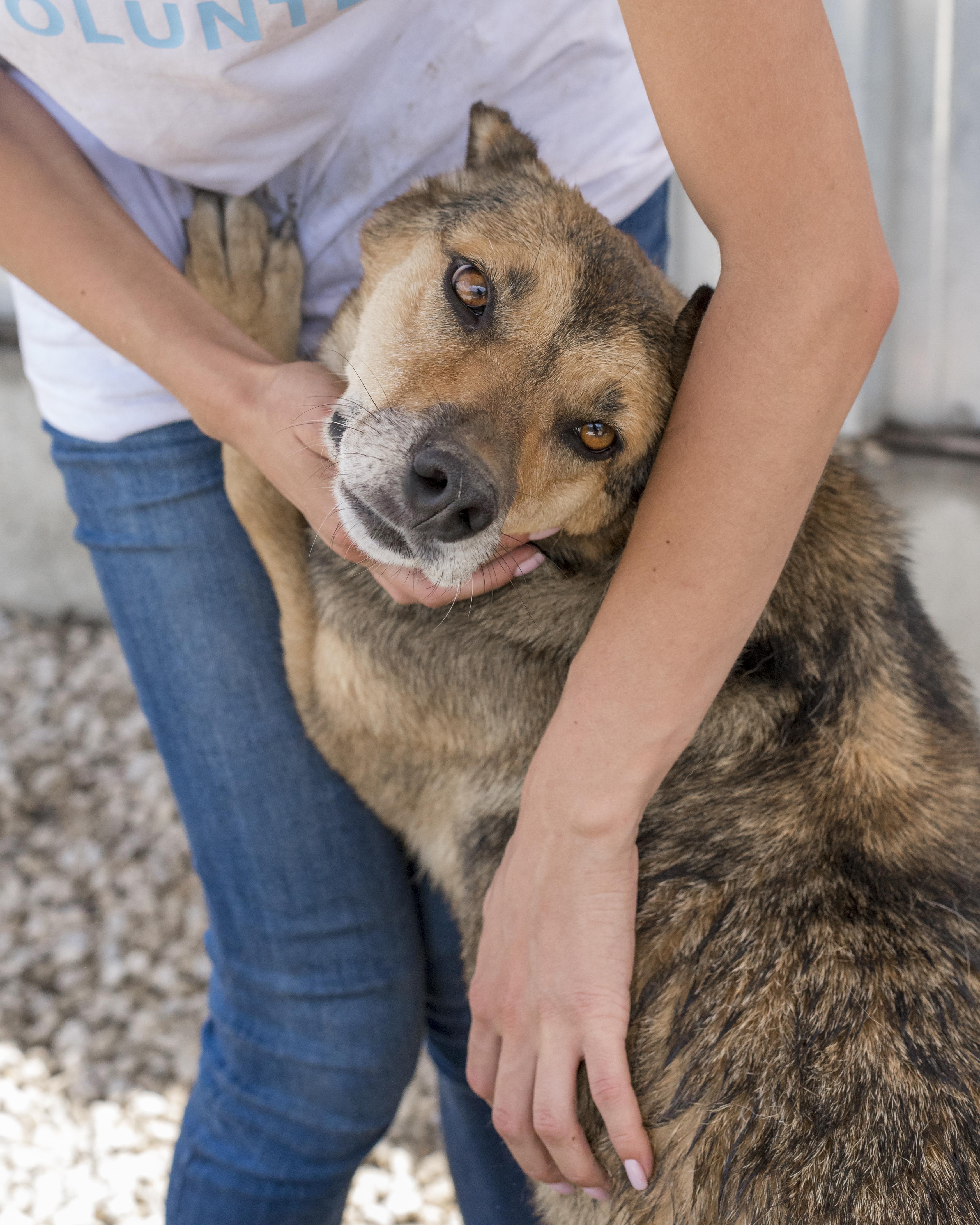 Rescue worker calmly caring for a dog in a shelter environment