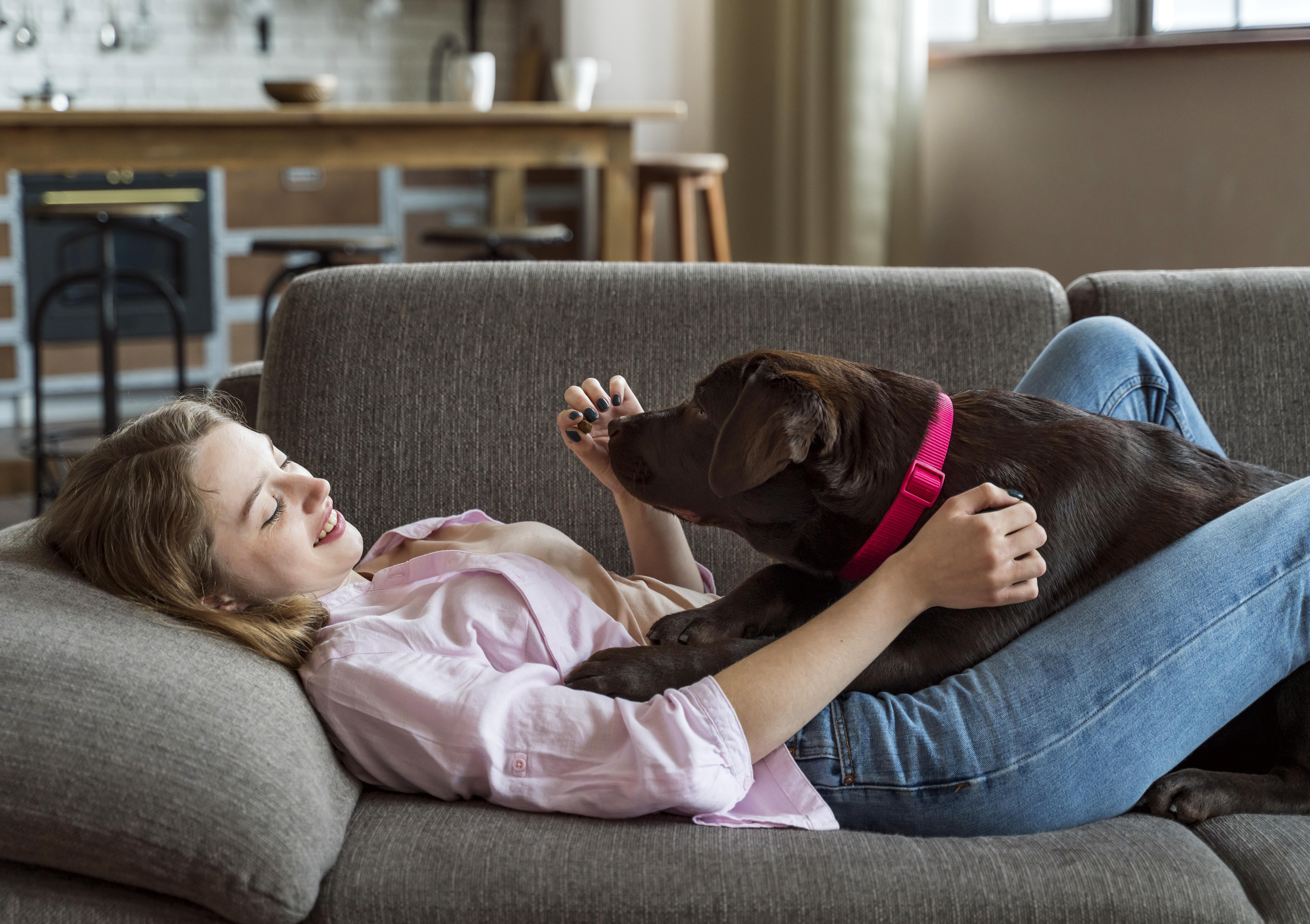 HomeWagger Pro illustration